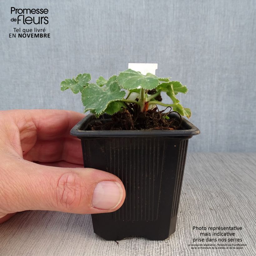 Esemplare di Alchemilla mollis Vasetto da 8/9 cm come consegnato in autunno
