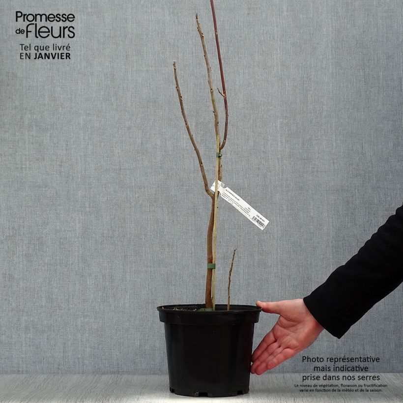 Alchornea davidii Vaso da 3L/4L esemplare consegnato in inverno