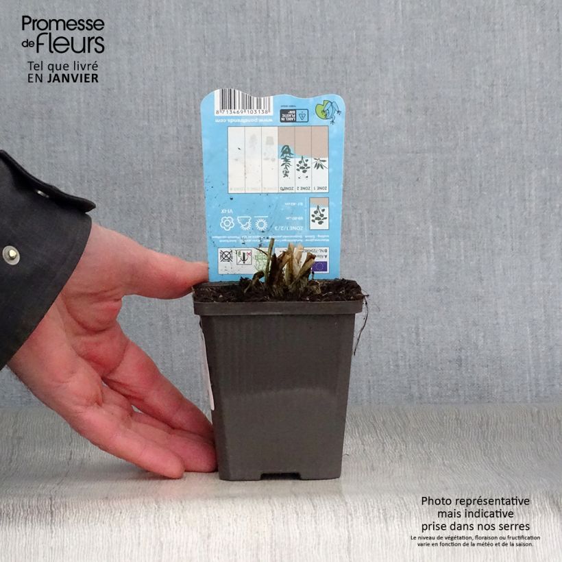 Alisma parviflora Vasetto da 8/9 cm esemplare consegnato in inverno