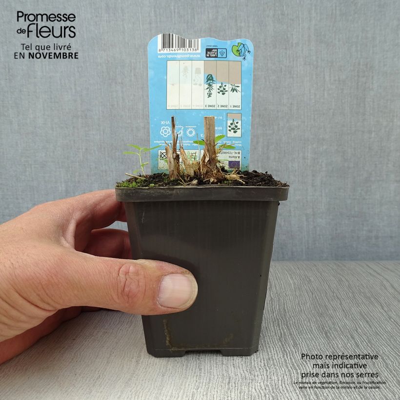 Esemplare di Alisma parviflora Vasetto da 8/9 cm come consegnato in autunno