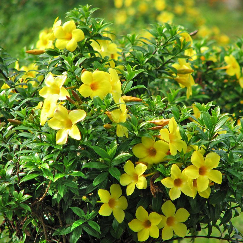 Allamanda cathartica - Tromba d'oro (Fioritura)