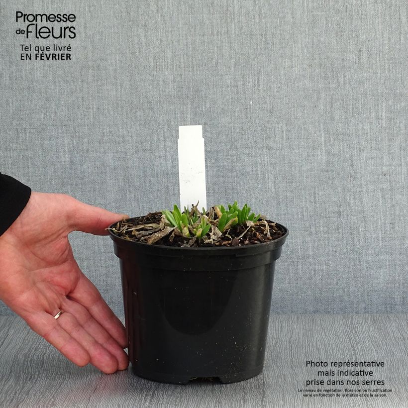 Allium Millenium - Aglio ornamentale Vaso da 2L/3L esemplare consegnato in inverno