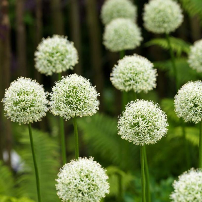 Allium Mont Blanc - Aglio ornamentale (Fioritura)