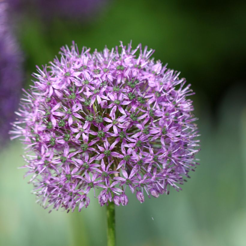 Allium Statos - Aglio ornamentale (Fioritura)
