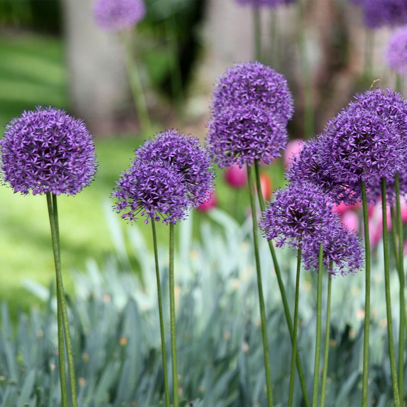 Allium Statos - Aglio ornamentale (Porto)