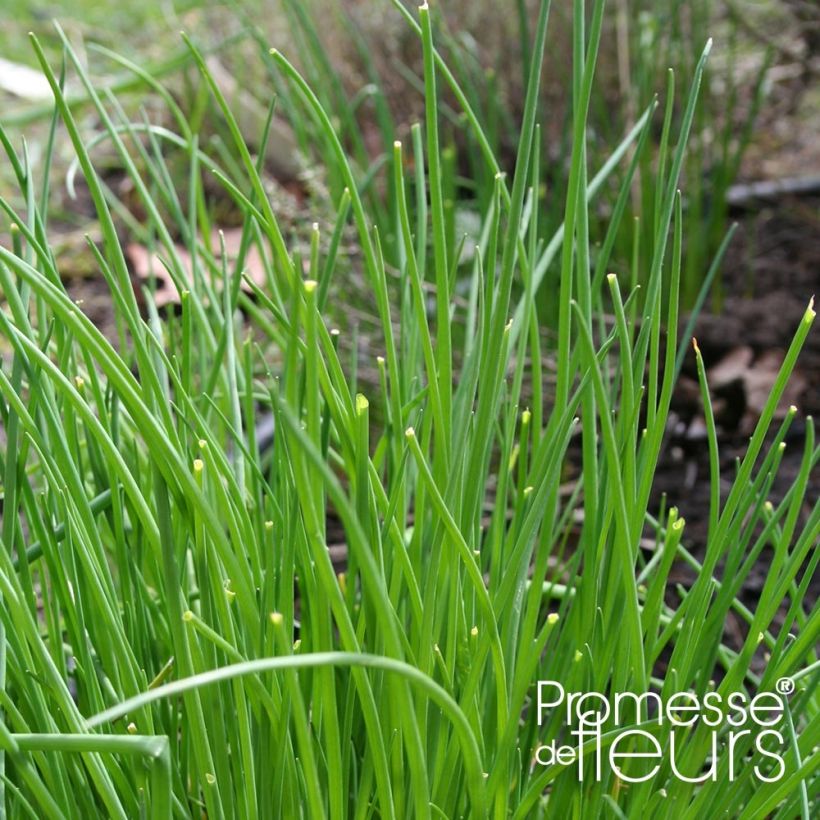 Erba cipollina Rising Star (Fogliame)