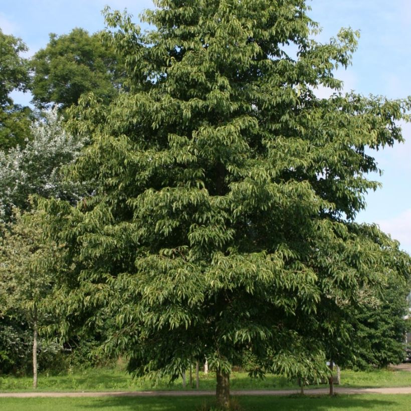 Alnus spaethii - Ontano (Porto)