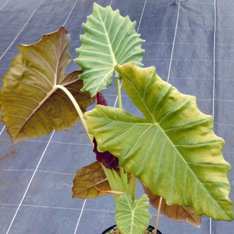 Alocasia Mayan mask - Orecchie d'Elefante (Porto)