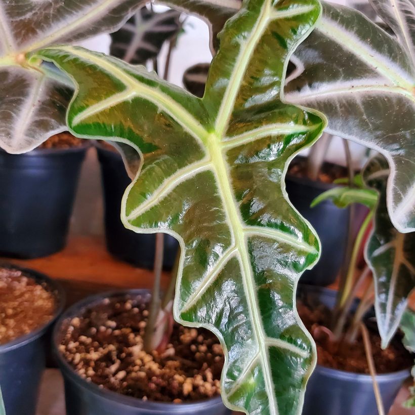 Alocasia Nobilis - Orecchie d'Elefante (Fogliame)