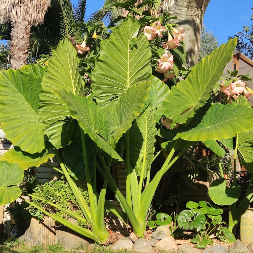 Alocasia odora - Orecchie d'Elefante (Porto)