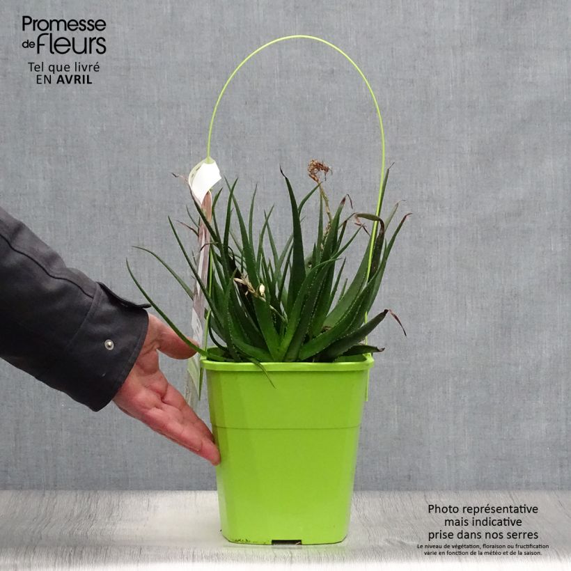 Aloe Safari Sunrise Vaso da 3L/4L esemplare consegnato in primavera