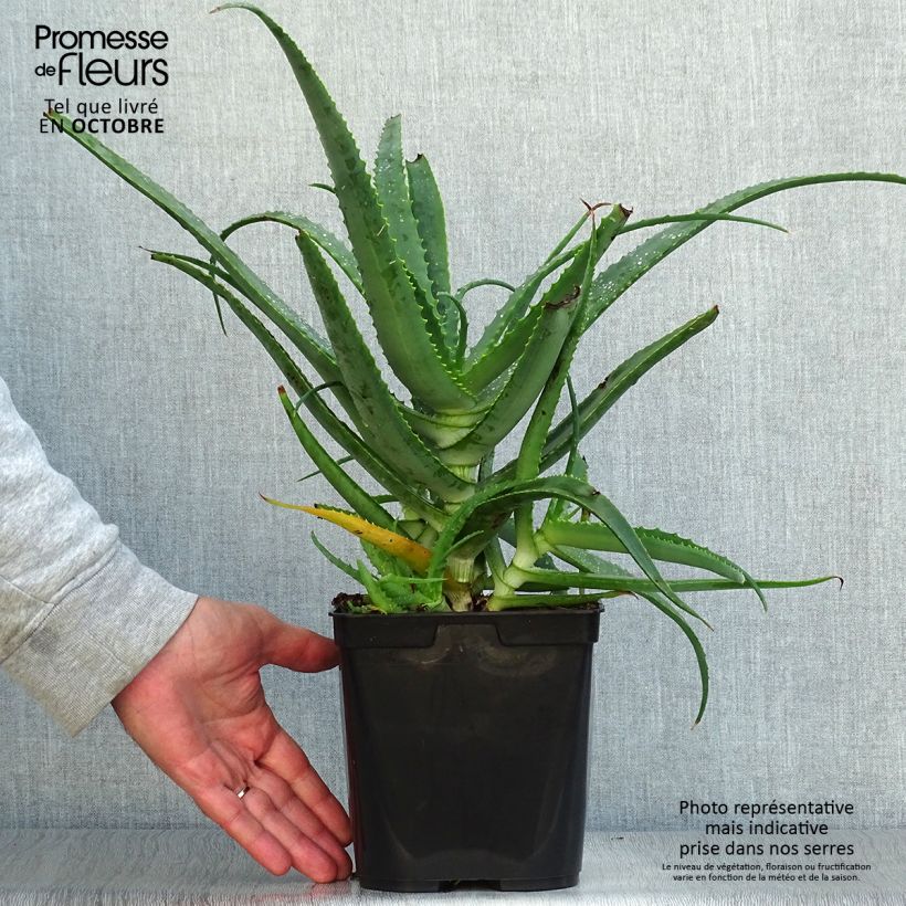 Esemplare di Aloe arborescens Vaso da 2L/3L come consegnato in autunno