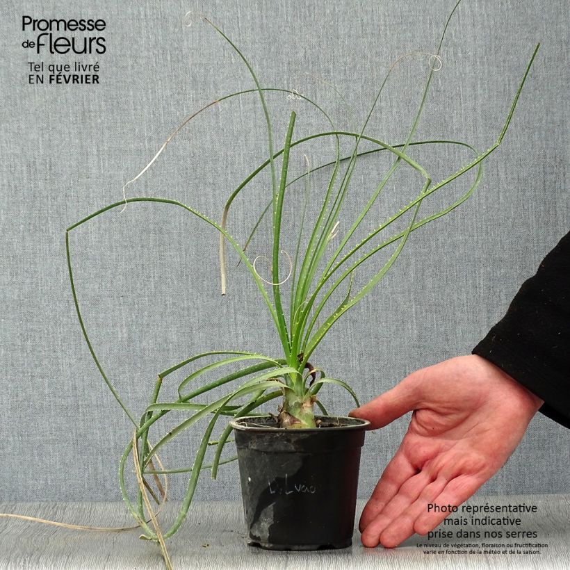 Aloe arborescens Vaso da 2L/3L esemplare consegnato in inverno