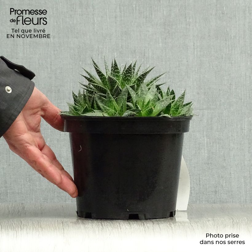 Esemplare di Aloe aristata Vaso da 2L/3L come consegnato in autunno