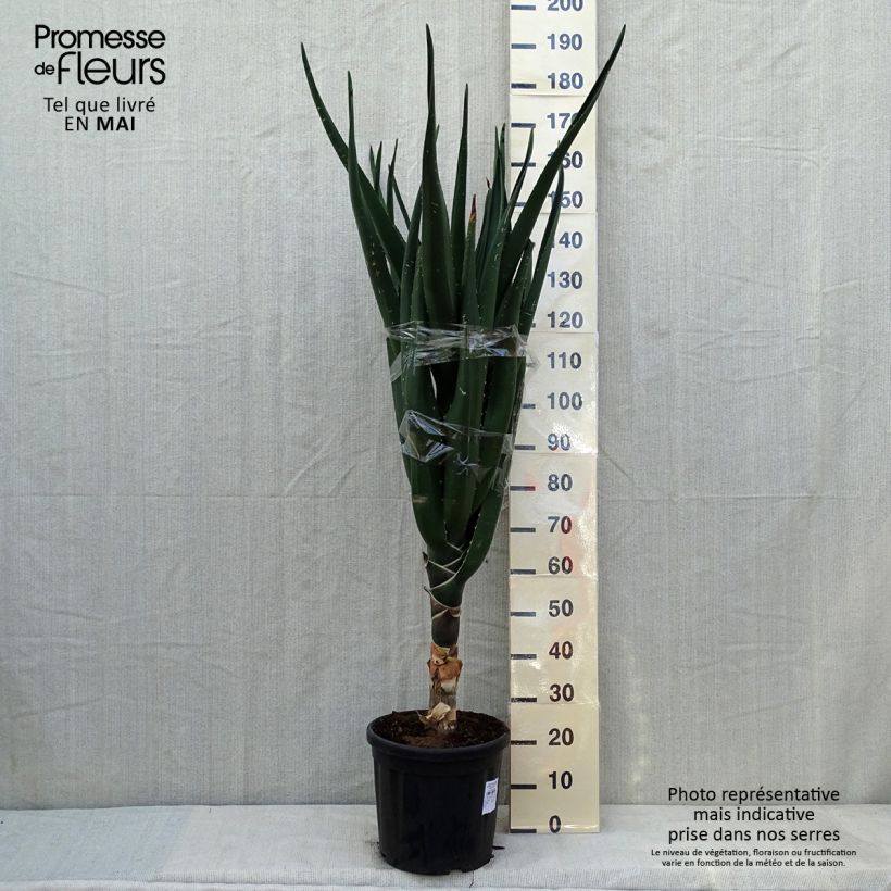 Esemplare di Aloe barberae Vaso da 7,5L/10L come consegnato in autunno
