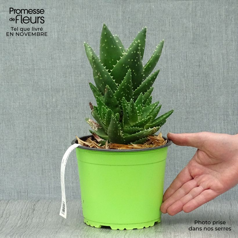 Esemplare di Aloe brevifolia Vaso da 2L/3L come consegnato in autunno
