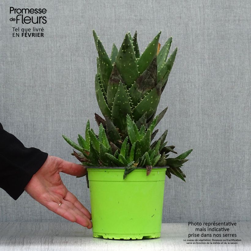 Aloe brevifolia Vaso da 2L/3L esemplare consegnato in inverno