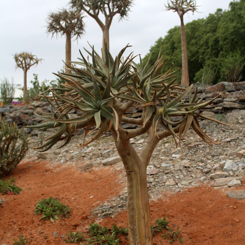 Aloe dichotoma (Porto)