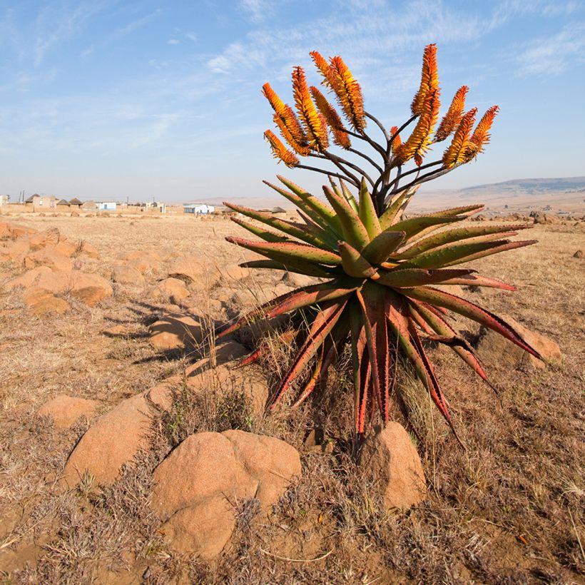 Aloe marlothii (Porto)