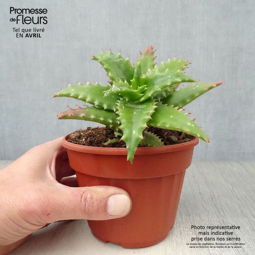 Aloe morogoroensis Vaso da Ø 12 cm / 13 cm esemplare consegnato in primavera