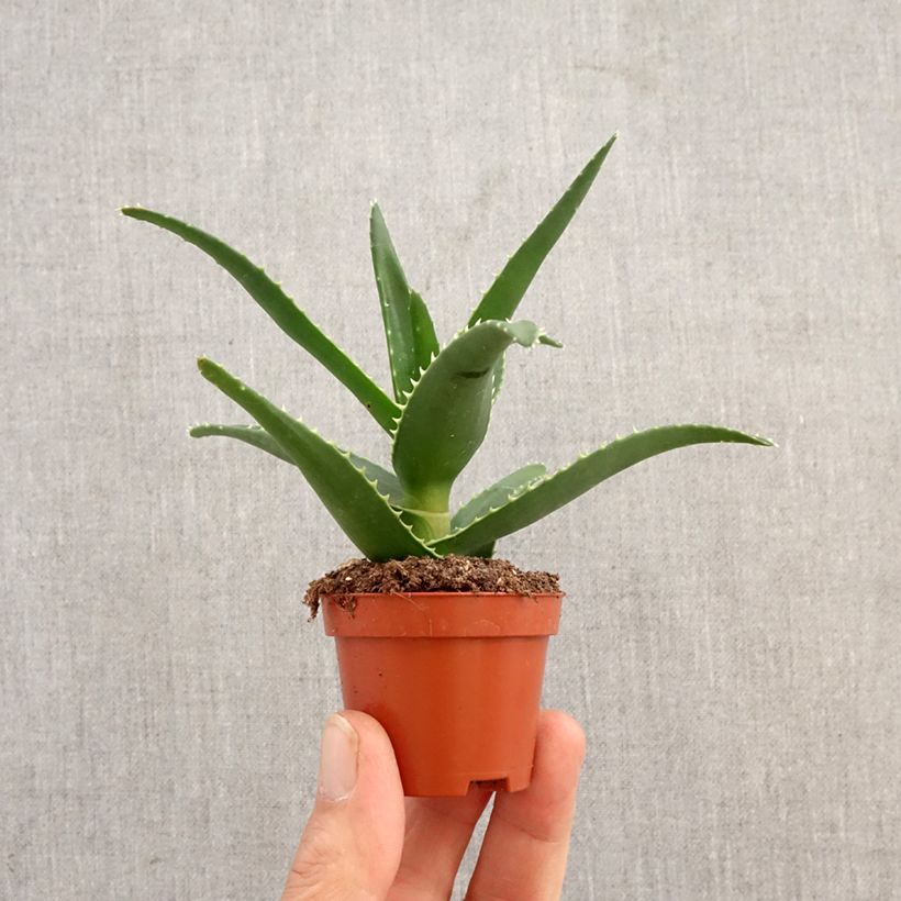 Aloe perfoliata mini-pianta esemplare consegnato in primavera