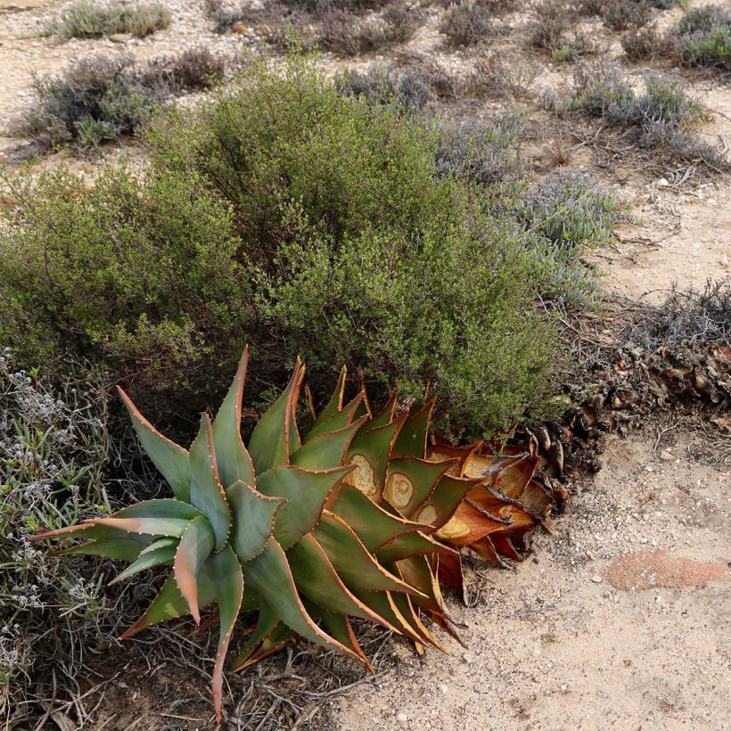 Aloe perfoliata (Porto)