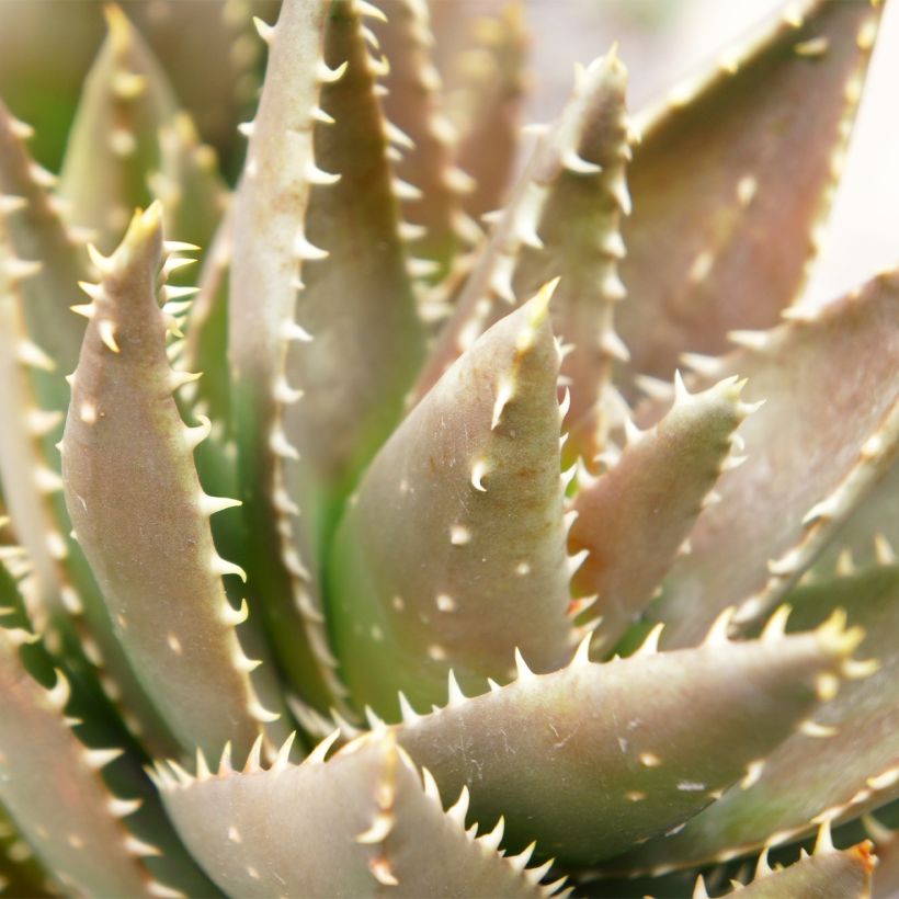 Aloe perfoliata (Fogliame)
