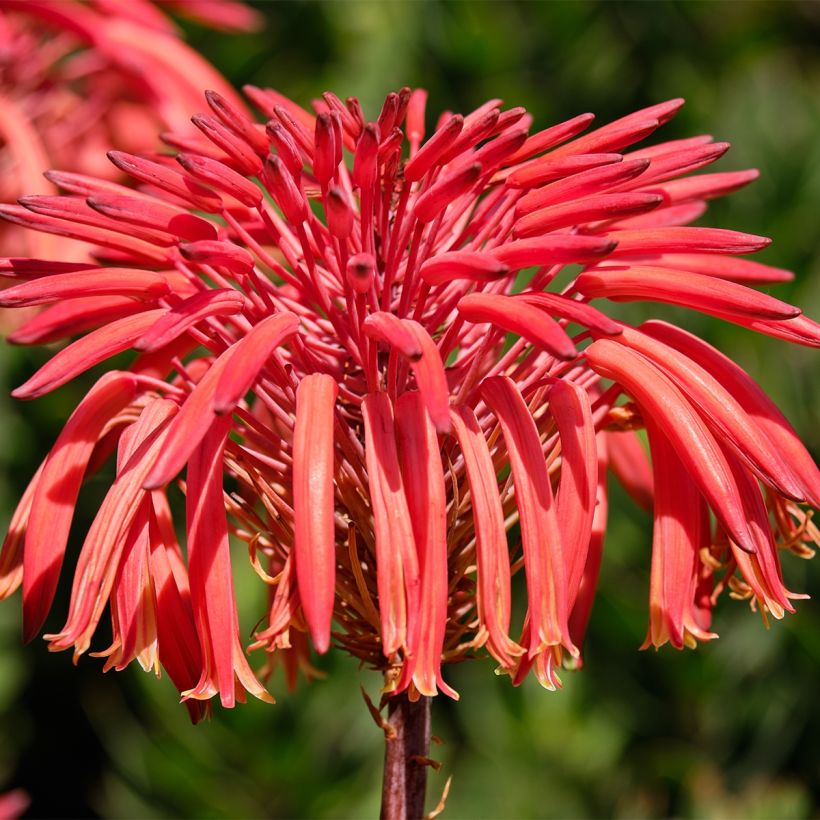 Aloe perfoliata (Fioritura)