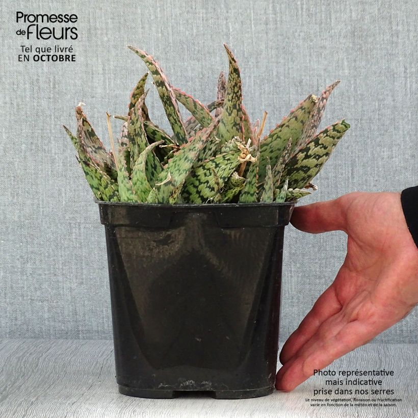 Esemplare di Aloe rauhii Cleopatra Vaso da 2L/3L come consegnato in autunno