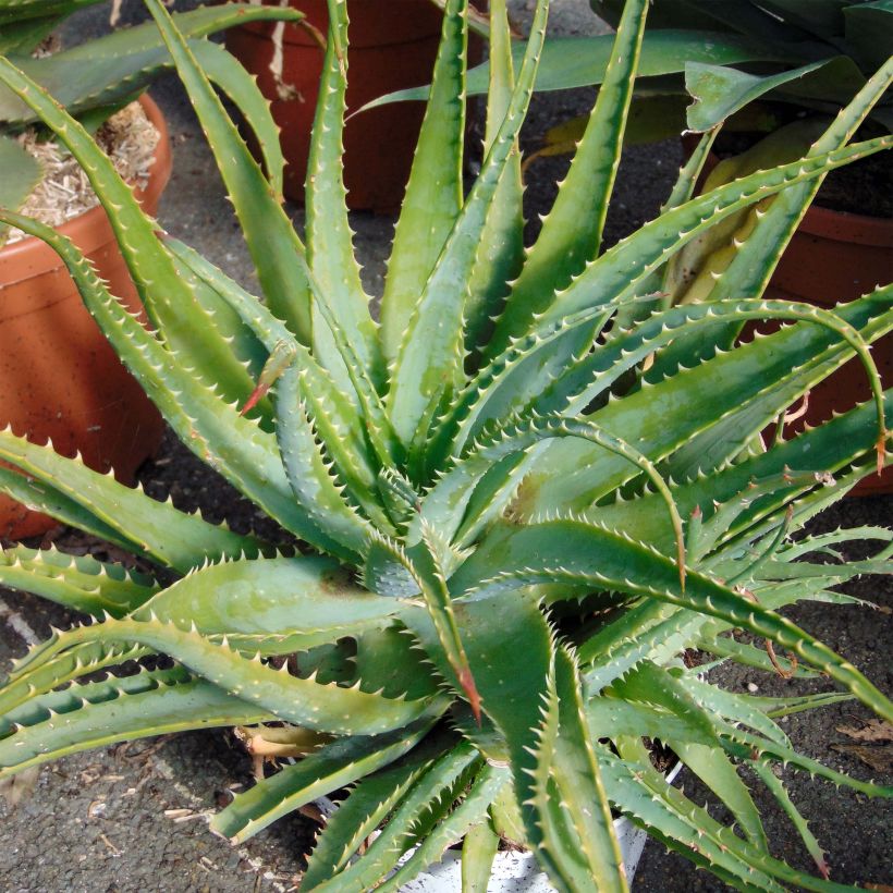 Aloe spinosissima (Porto)
