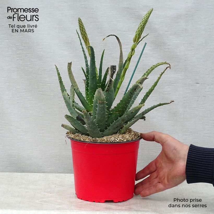 Aloe spinosissima Vaso da 2L/3L esemplare consegnato in primavera