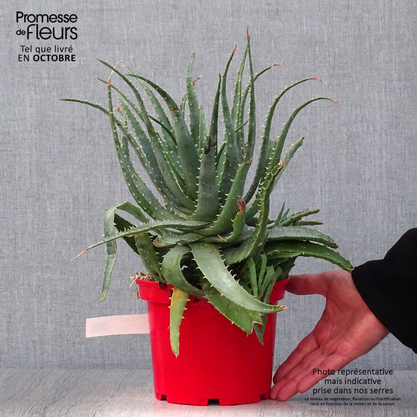 Esemplare di Aloe spinosissima Vaso da 2L/3L come consegnato in autunno
