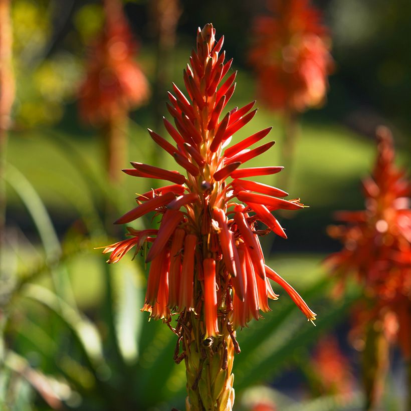 Aloe spinosissima (Fioritura)