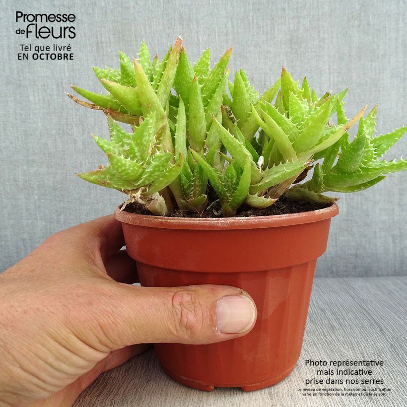 Esemplare di Aloe squarrosa Vaso da Ø 12 cm / 13 cm come consegnato in autunno