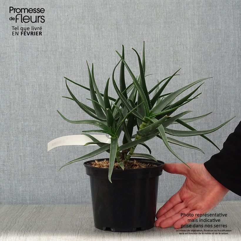 Aloe striatula ArticJungle Vasetto da 8/9 cm esemplare consegnato in inverno