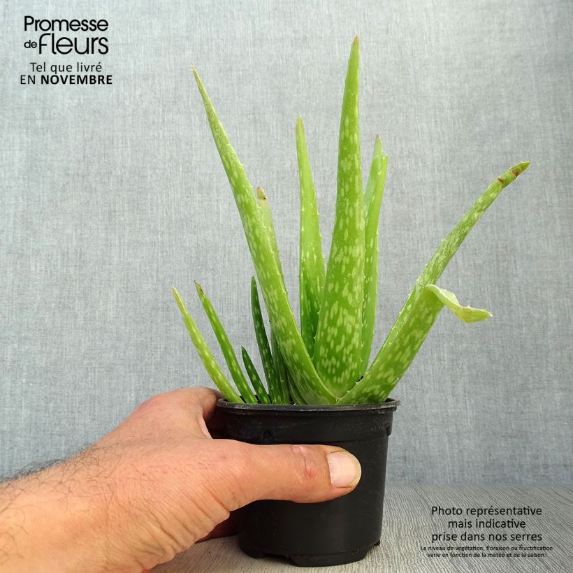Esemplare di Aloe vera - Aloe delle Barbados Vasetto da 7/8 cm come consegnato in autunno