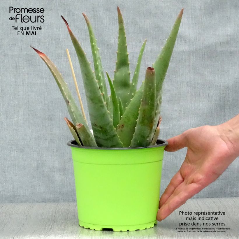 Aloe vera - Aloe delle Barbados Vaso da 2L/3L esemplare consegnato in primavera