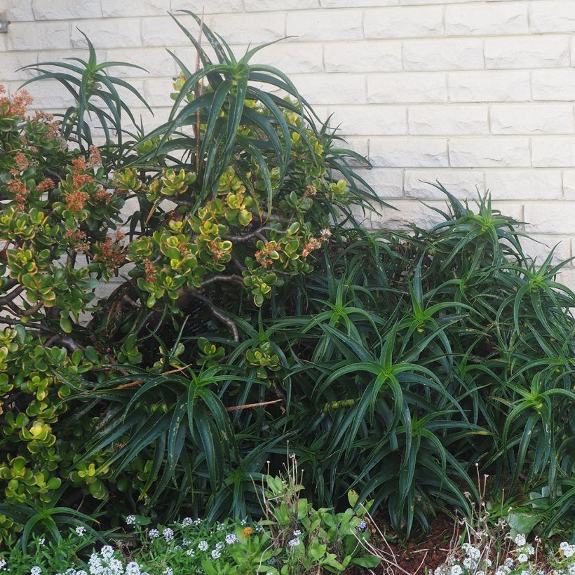 Aloe striatula ArticJungle (Porto)
