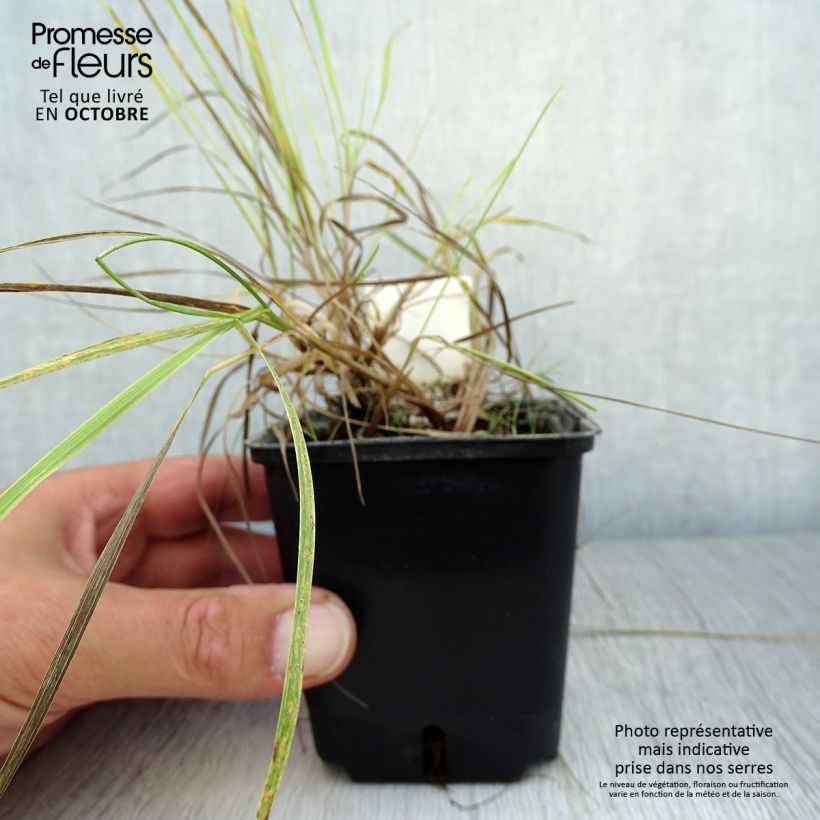 Esemplare di Alopecurus pratensis Aureovariegatus - Coda di topo comune Vasetto da 8/9 cm come consegnato in autunno