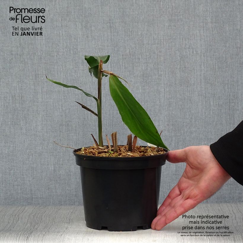 Alpinia galanga - Galanga Vaso da 2L/3L esemplare consegnato in inverno