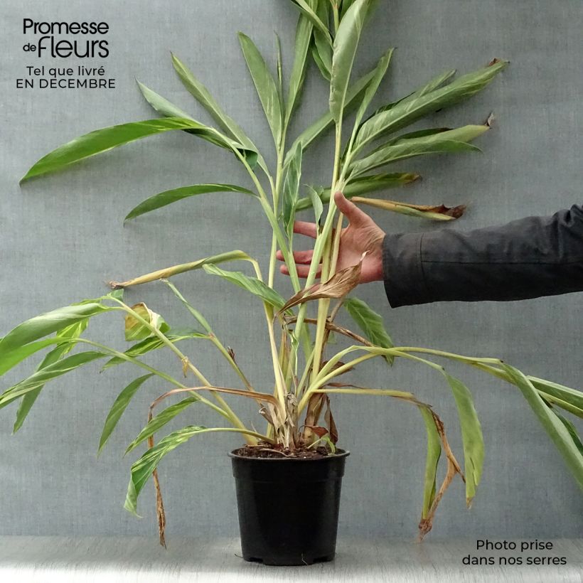 Alpinia zerumbet Variegata - Giglio rosa di porcellana Vaso da 2L/3L esemplare consegnato in inverno