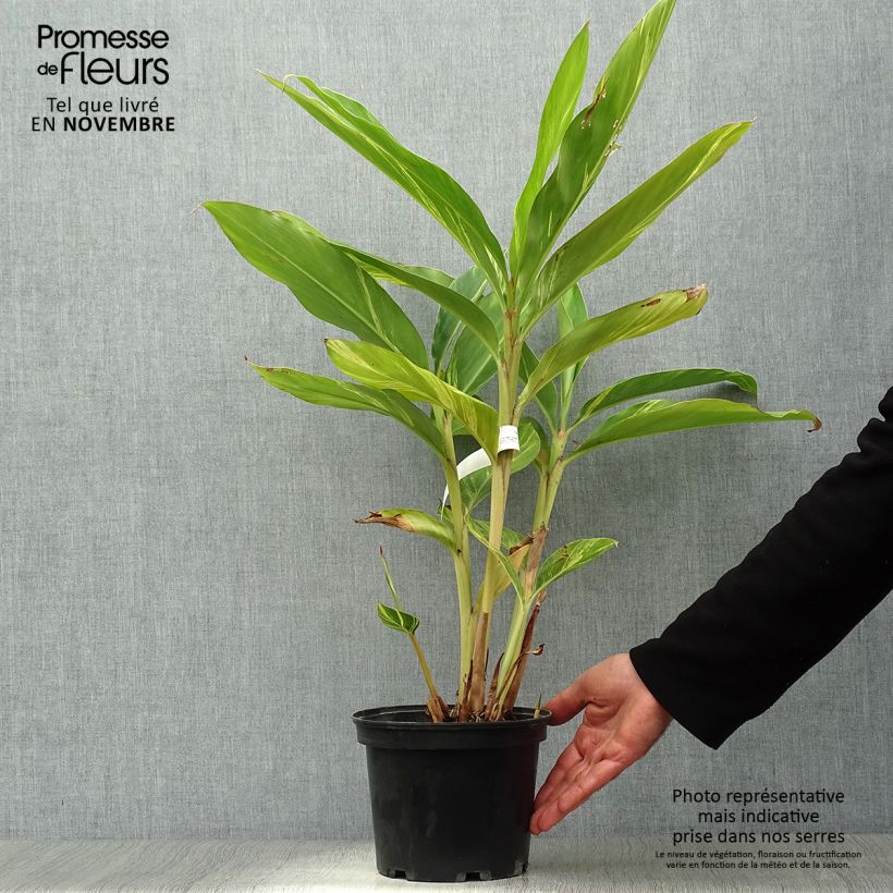 Esemplare di Alpinia zerumbet Variegata - Giglio rosa di porcellana Vaso da 2L/3L come consegnato in autunno
