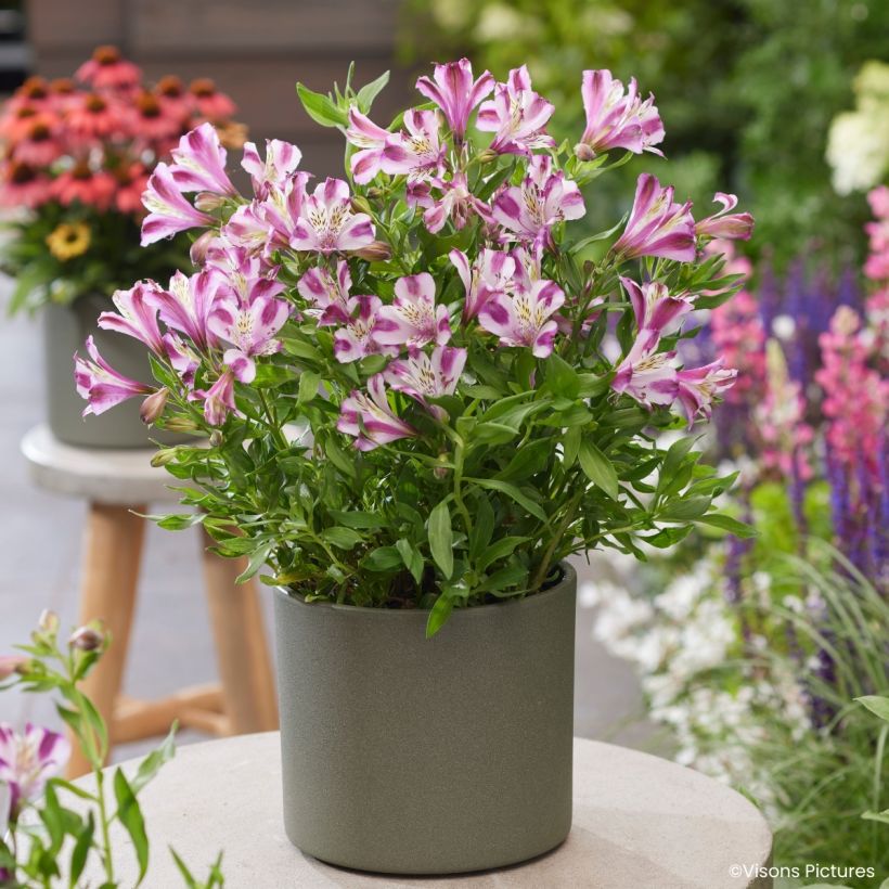Alstroemeria Duchesses d'Anjou Valentine - Lys des Incas (Porto)
