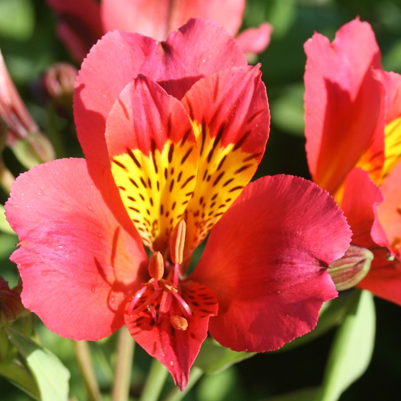 Alstroemeria Majestic Authion - Lys des Incas (Fioritura)