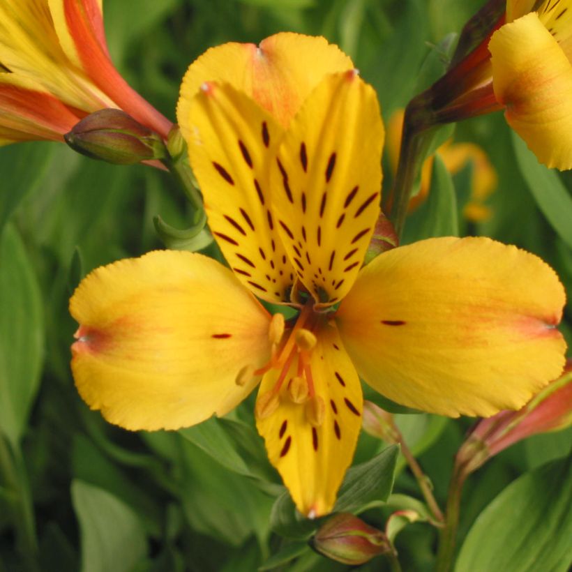 Alstroemeria Majestic Serrant - Lys des Incas (Fioritura)