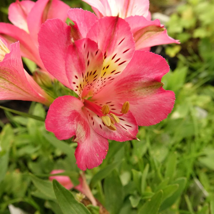 Alstroemeria Pitchounes Charlotte (Fioritura)