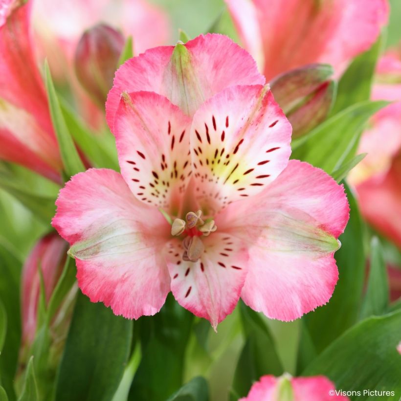 Alstroemeria Pitchounes Charlotte - Lys des Incas (Fioritura)