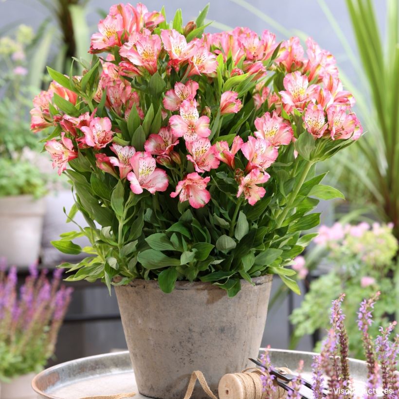 Alstroemeria Pitchounes Charlotte - Lys des Incas (Porto)