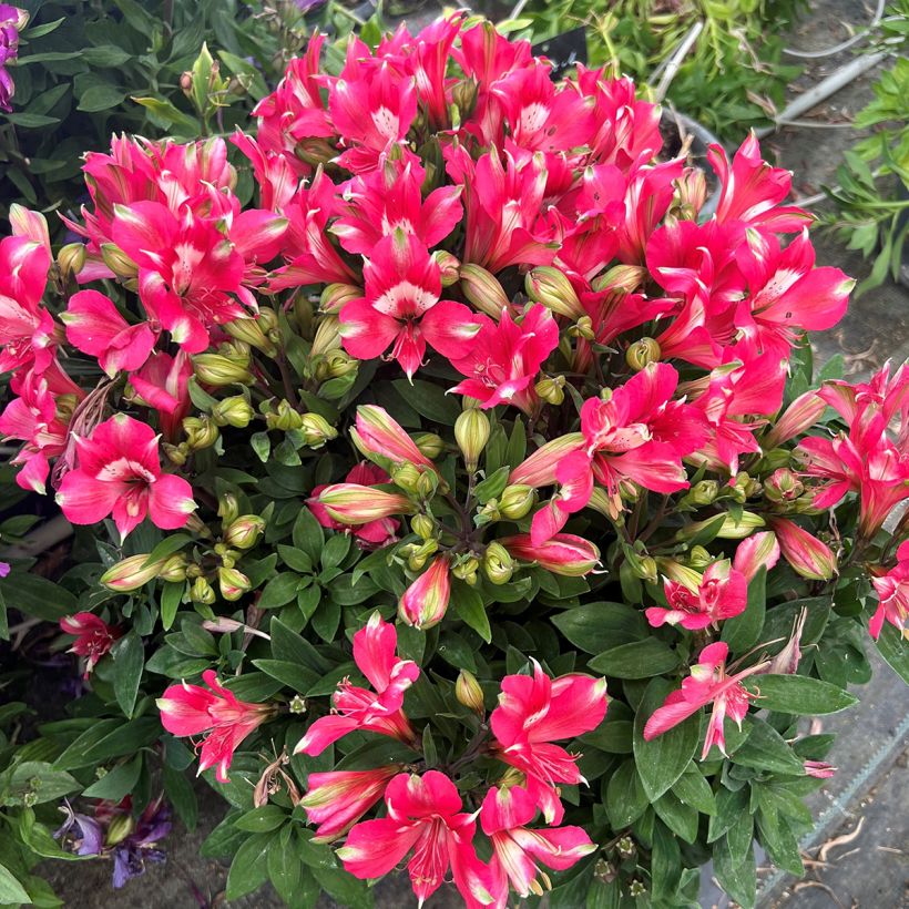 Alstroemeria Pitchounes Lily Rose - Lys des Incas (Porto)