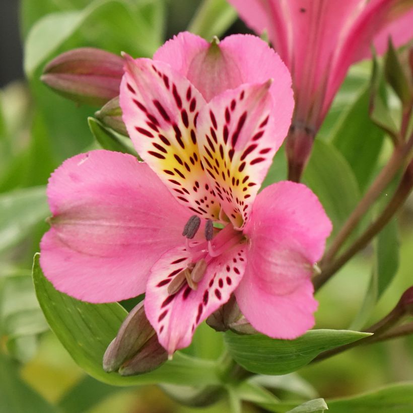 Alstroemeria Duc d'Anjou Charles (Fioritura)